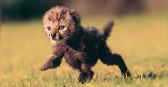 leopard malinky 