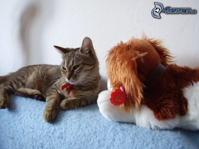 [obrazky.4ever.sk] macka, cica 9343602.jpg