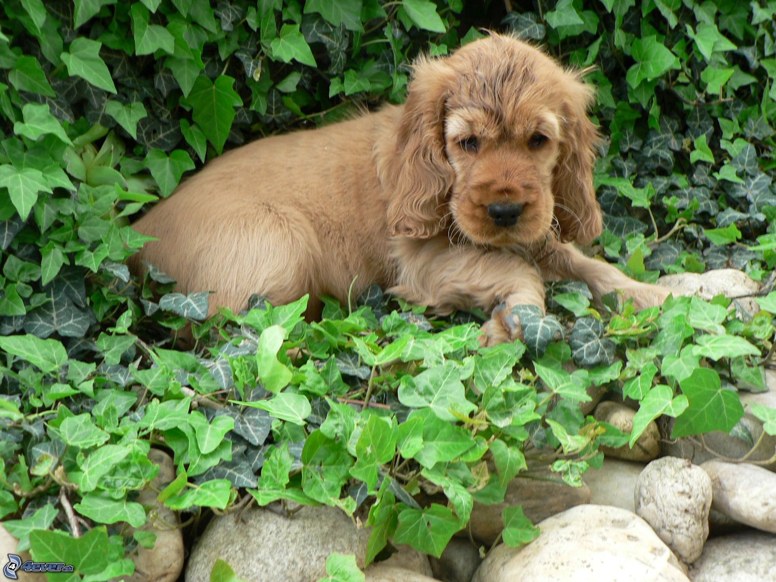 [obrazky.4ever.sk] koker spaniel, stena, brectan 7011215.jpg
